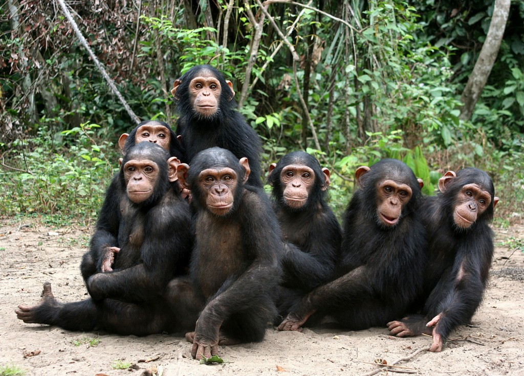 Orphan chimps at the JGI Tchimpounga Chimpanzee Rehabilitation Center in the Republic of the Congo